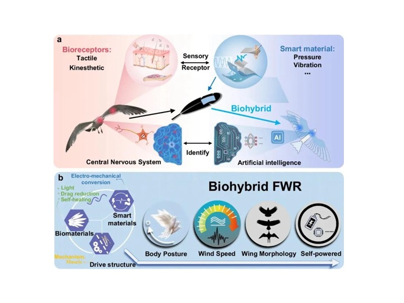 上海交大顏志淼課題組發(fā)表具身感知技術(shù)的生物混合撲翼機(jī)器人研究成果